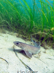 Dogfish or Smallspotted Catshark (Scyliorhinus canicula) ... by Gary Carpenter 